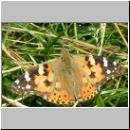 Vanessa cardui - Distelfalter 01.jpg